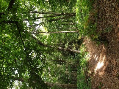 Les trésors des Bois de Warluis