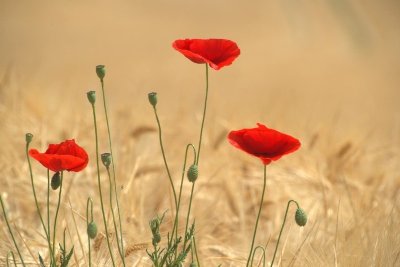 Par le bois de Monceaux et les hameaux de Saint-Arnoult
