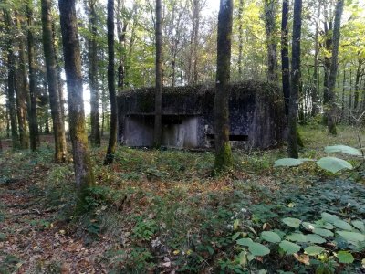 La forêt de Saint-Michel