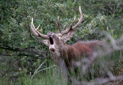Une belle forêt Française