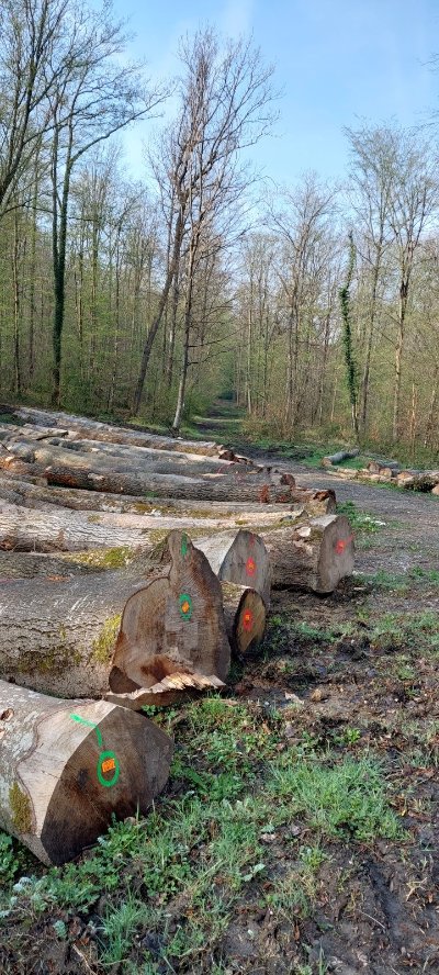 Le rendez-vous en forêt