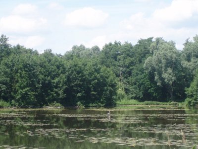 Les peupleraies du Val de Somme