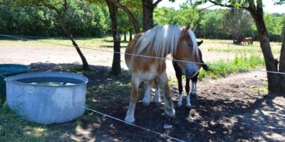 APAC Association de protection des ânes et des chevaux