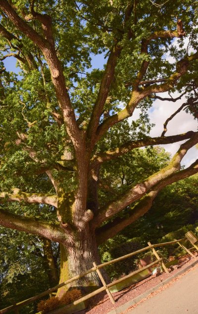 Le Chêne d'Anatole Le Braz