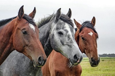 Centre Equestre de la Fertille