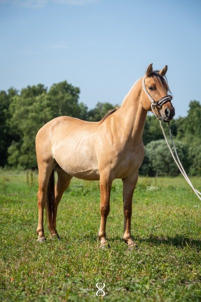 Enowood - Domaine équestre de la Croix Sainte Marthe