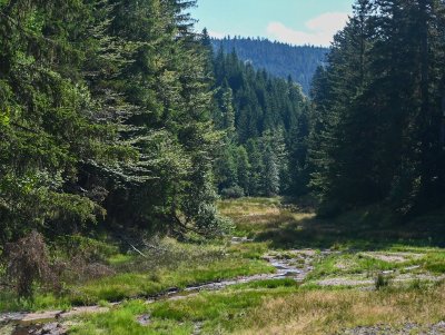 La tourbière de Belbriette
