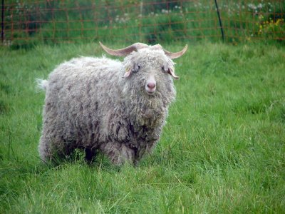 Mohair la vie côté douceur - Élevage de chèvres angora