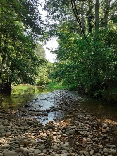 La forêt de Mantaille