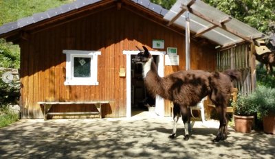 La Ferme des Lamas