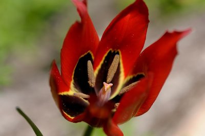 Villebramar, la balade des tulipes agenaises