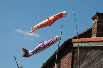 Hypnerotomachia laureatus