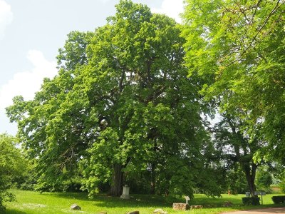 Le Tilleul de Chaignay