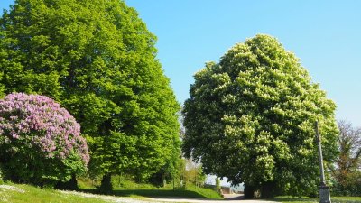 Place du Marronnier de Saulx-le-Duc