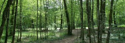 La Forêt de Chailluz