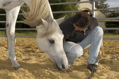 Ranch of the roses - équicoaching