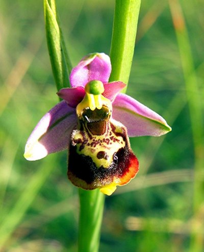 Pelouses sèches d'Hugier