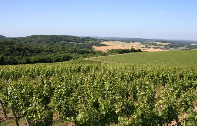 Vignoble des Côtes de La Charité