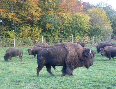 Les Bisons du Sachuron