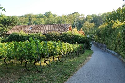 Vignoble de Tannay
