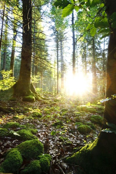 Le Livre d’or du Risoux