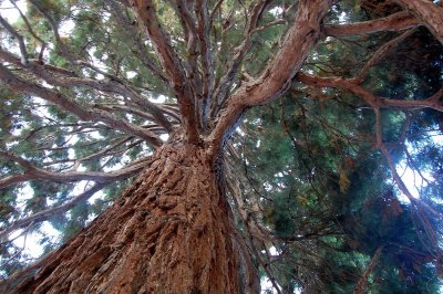 Jardin de la médiathèque Jean-Christophe Rufin