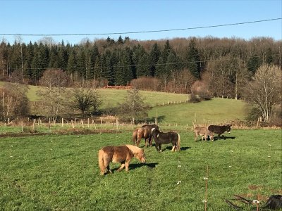 Le Sarcenot à Poney