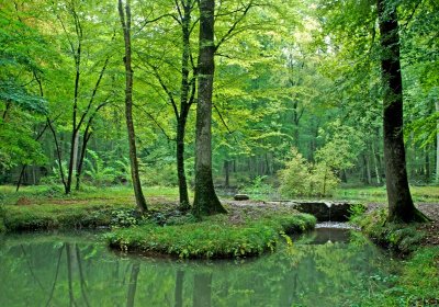 Forêt des Bertranges