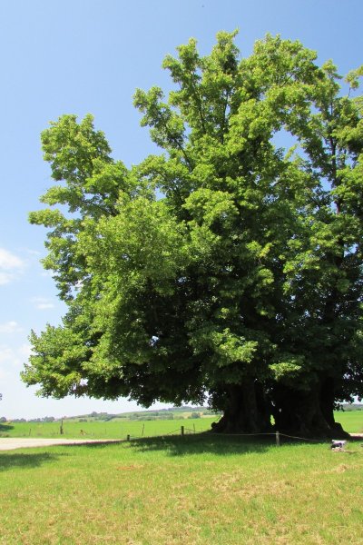 Tilleul de Granges Sauvaget