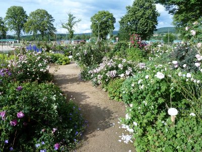 La Roseraie de Cluny