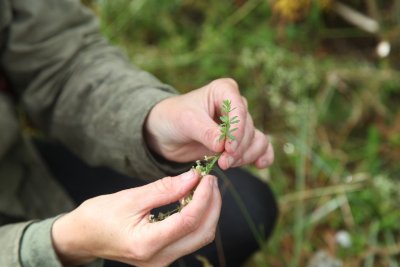 Les Pistes de Robin : Pauillac