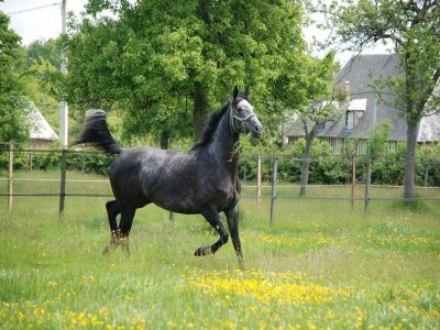 Les écuries du pressoir