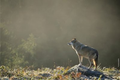 Parc animalier Les Loups de Chabrières