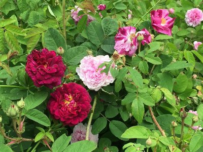 Jardin Les Gargalhous