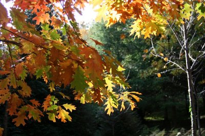 Arboretum de la Fôt