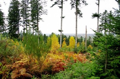 Le Bois de Chabannes