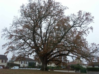 Chêne remarquable de Charroux