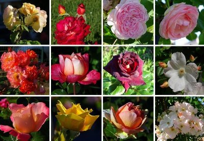 Square Marcel Cerdan, roseraie municipale