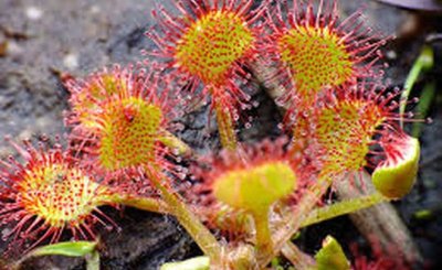 Zones humides de l'étang de Méouze et vallée de la Méouzette