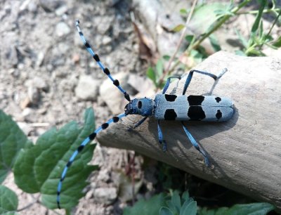 Le Viala du Pas de Jaux - visite de la Tour Hospitalière