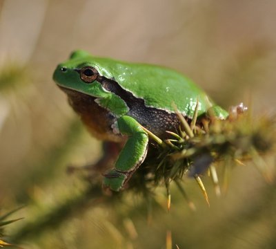 Réserve Naturelle Nationale du Pinail