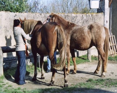 Les écuries du domaine du Grand air