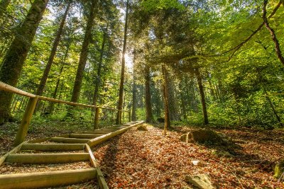 Forêt de la Joux