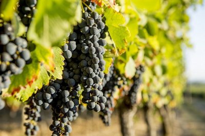 Circuit du Grand Chêne