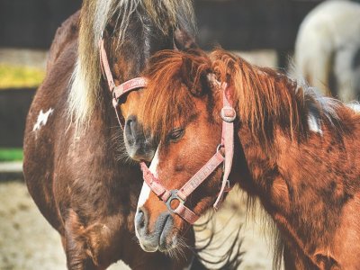 Centre équestre Les cavaliers du plaisir
