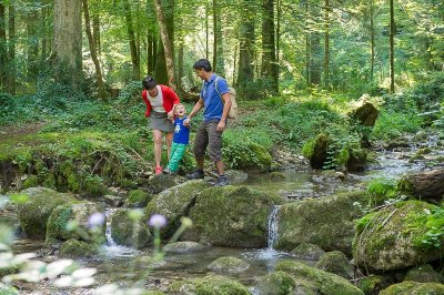 Randonnée - La Forêt de Niermes