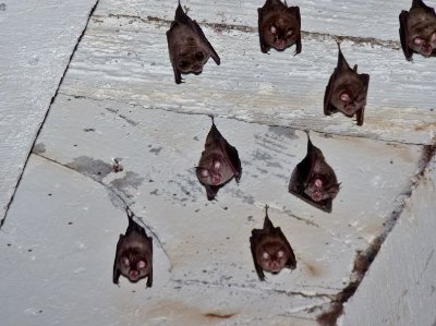 La boucle du piémont ossalois à vélo