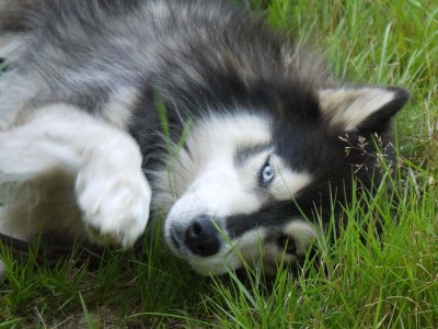 Cani-rando - Team Ice Wolfs Mushing