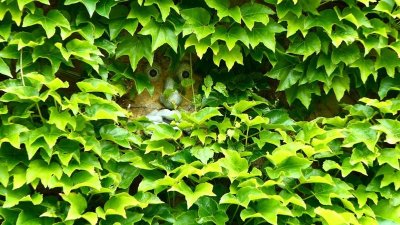 SURY, Village Fleuri "3 Fleurs"
