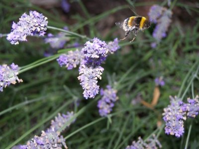 BROGNON, Village Fleuri "3 Fleurs"